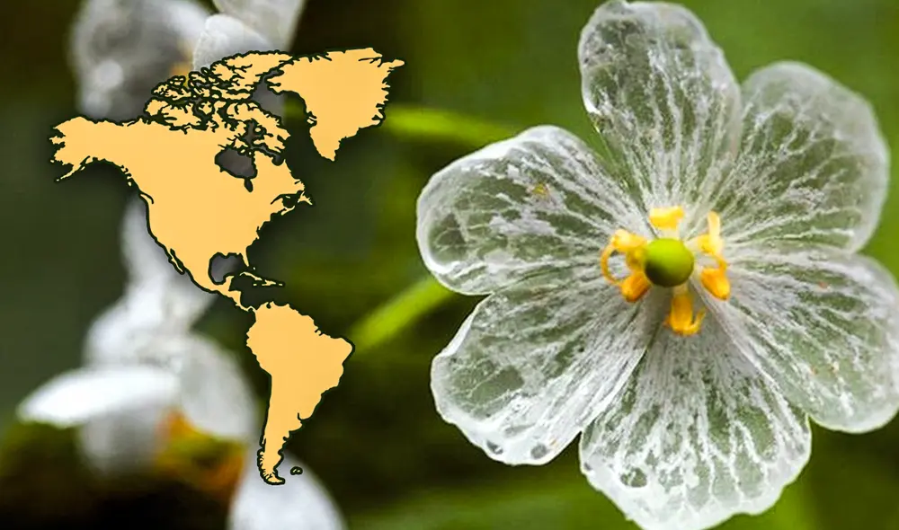 El nombre científico de esta flor es Diphylleia grayi. Foto: composición de Fabrizio Oviedo LR / Flores y Plantas El nombre científico de esta flor es Diphylleia grayi. Foto: composición de Fabrizio Oviedo LR / Flores y Plantas