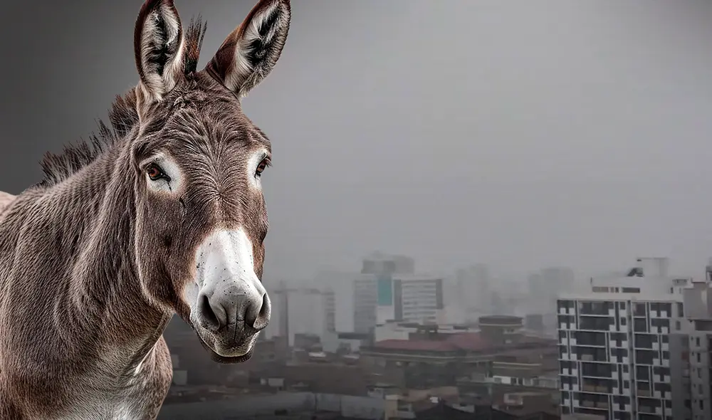 Conoce el origen del término 'cielo color panza de burro' como referencia al color del cielo limeño. Foto: composición LR/Jazmin Ceras/Senamhi Conoce el origen del término 'cielo color panza de burro' como referencia al color del cielo limeño. Foto: composición LR/Jazmin Ceras/Senamhi