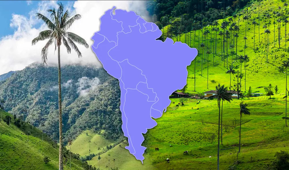 Su nombre científico es Ceroxylon quindiuense. Foto: composición de Gerson Cardoso LR / Christian Holzinger / Wikipedia