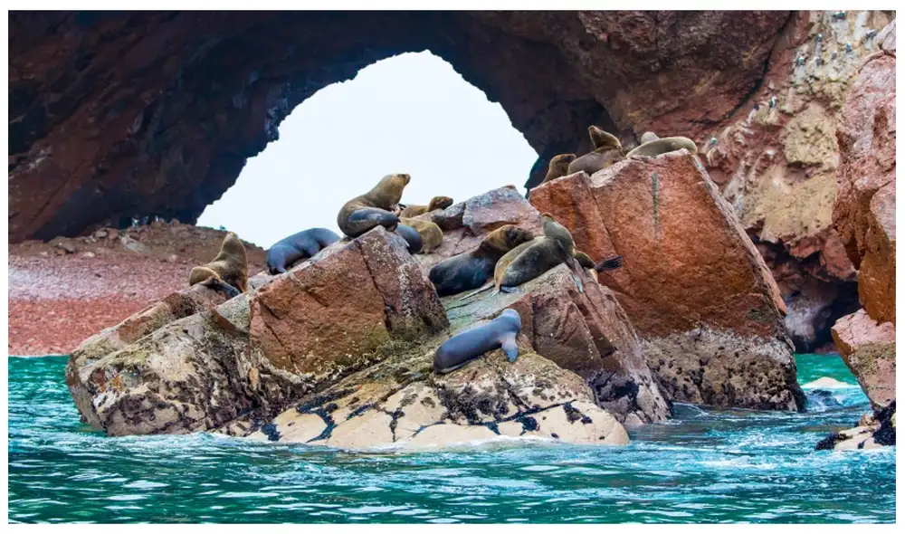 Pese a que el Poder Judicial rechazó la pretensión de la SNP de pescar en la Reserva Nacional de Paracas, apeló el fallo y ha recurrido a la Corte Suprema. Pese a que el Poder Judicial rechazó la pretensión de la SNP de pescar en la Reserva Nacional de Paracas, apeló el fallo y ha recurrido a la Corte Suprema.