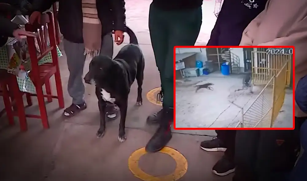 Delincuente pertenecería a la banda criminal conocida como La Batería de Bayóvar. Foto: composición LR/Latina TV Delincuente pertenecería a la banda criminal conocida como La Batería de Bayóvar. Foto: composición LR/Latina TV