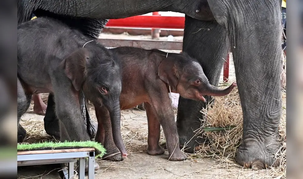 La llegada de los pequeños mamíferos ha sido celebrada como un símbolo de esperanza y diversidad biológica. Foto: Manan Vatsyayana / AFP