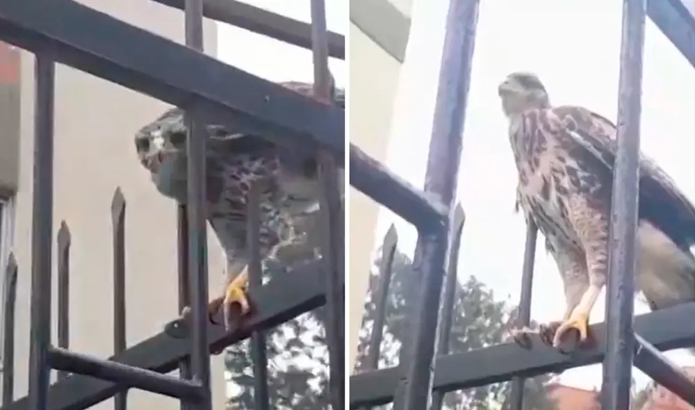Halcón peregrino ha sorprendido a los vecinos de San Borja. Foto: composición LR/Canal N Halcón peregrino ha sorprendido a los vecinos de San Borja. Foto: composición LR/Canal N