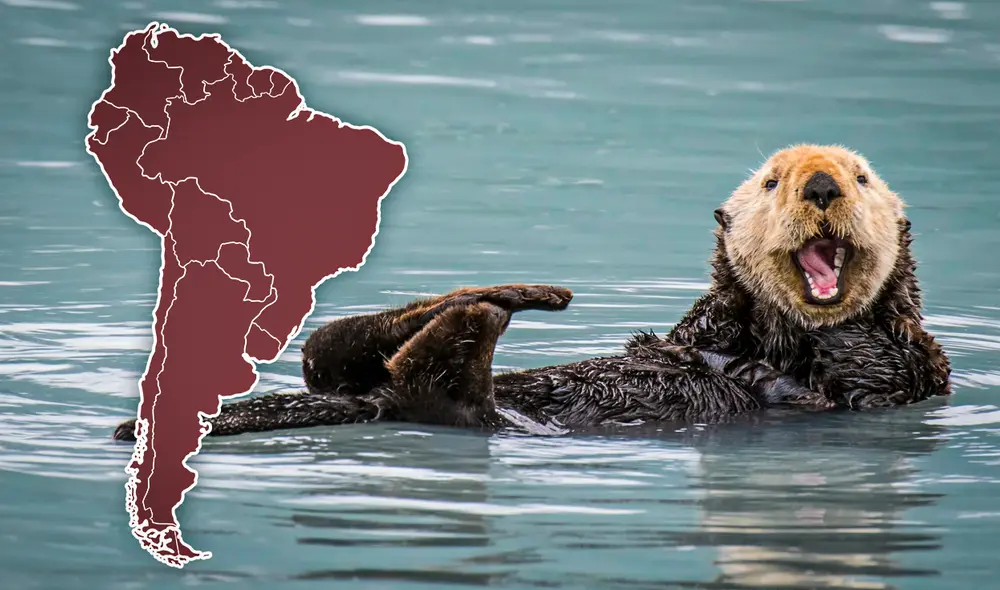 Las especia encontrada es la Lontra Annectens. Foto: composición Gerson Cardoso/LR/NG