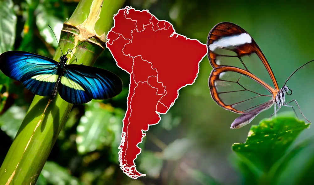 La presencia y diversidad de mariposas son indicadores importantes de la salud y diversidad de los ecosistemas. Foto: composición de Gerson Cardoso/LR/Freepik. Video: AFP