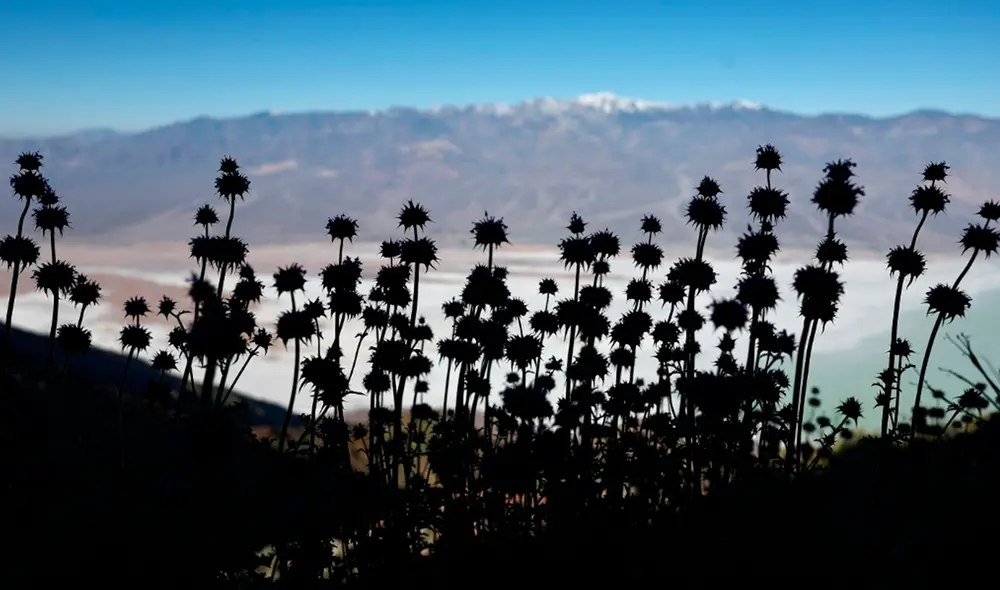 A pesar de las condiciones extremas, alberga una sorprendente variedad de vida silvestre adaptada al desierto. Foto: AFP
