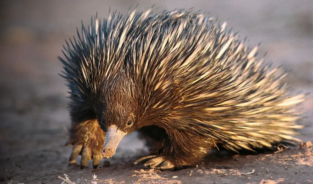 Los equidnas son los mamíferos más inusuales del mundo. Foto: National Geographic