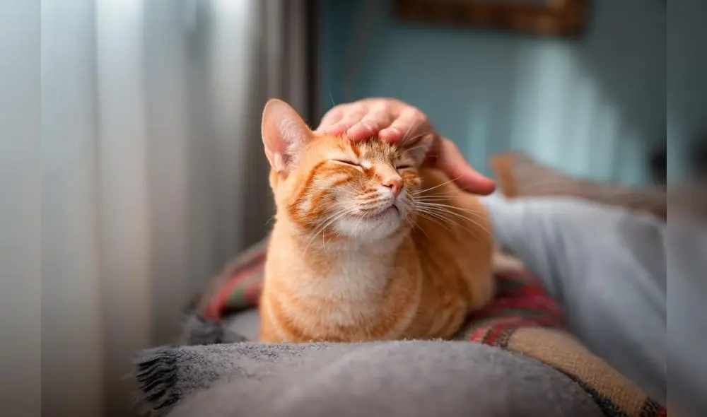 Según estudio, las gatas tenían una esperanza de vida 1,33 años más larga que los gatos machos. Foto: Icarito