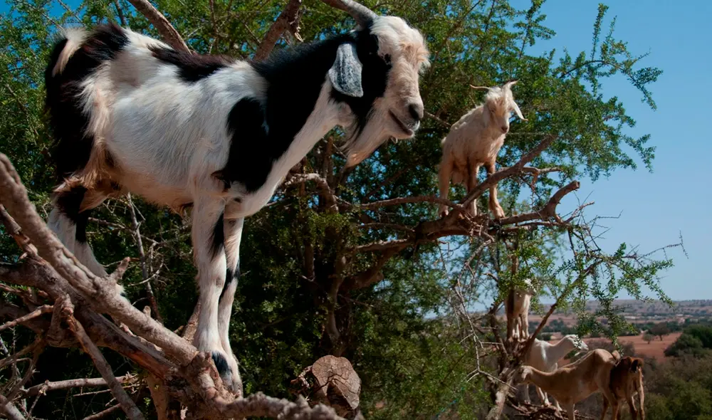 También se ha observado esta práctica en México y España. Foto: Fadel Senna