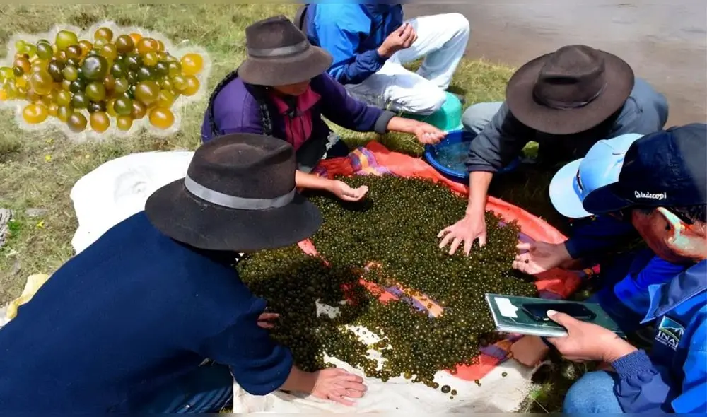El 'caviar andino', puede soportar las duras condiciones de alta montaña, potenciando sus propiedades antioxidantes y nutrientes esenciales. Foto: BN El 'caviar andino', puede soportar las duras condiciones de alta montaña, potenciando sus propiedades antioxidantes y nutrientes esenciales. Foto: BN