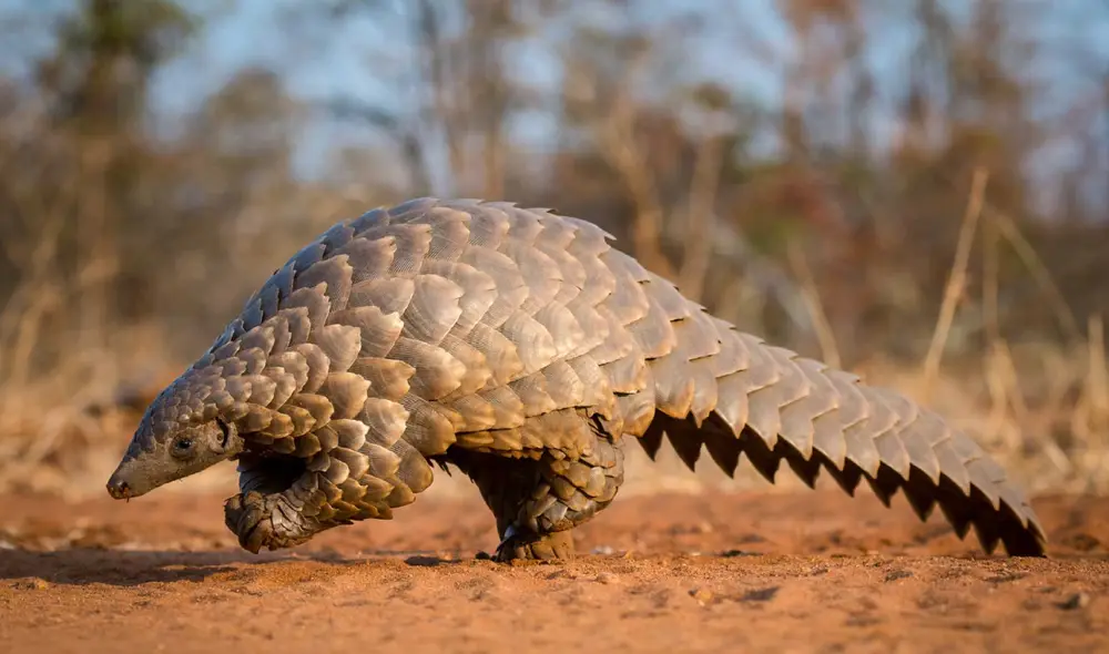 El pangolín fue registrado con cámaras trampa. Foto: Revista Tinglar