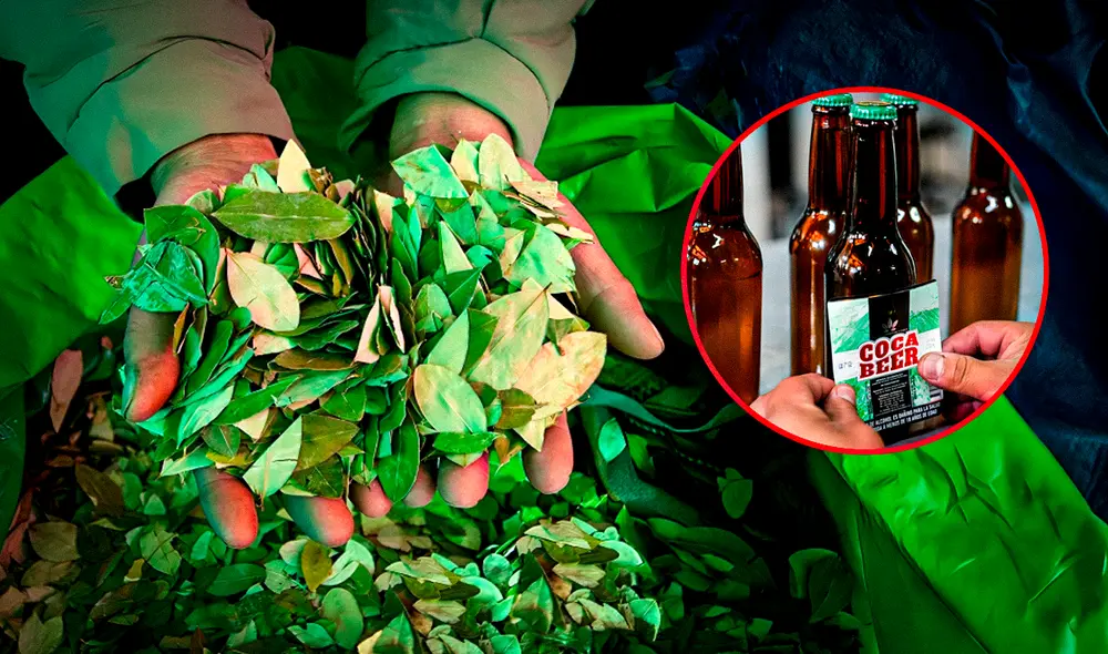 El gobierno tiene interés en que la hoja de coca se abra al mercado mundial. Por esta razón, ha insistido en recurrir a la OMS. Foto: composición de Gerson Cardoso/LR/Freepik. Video: Al Rojo Vivo