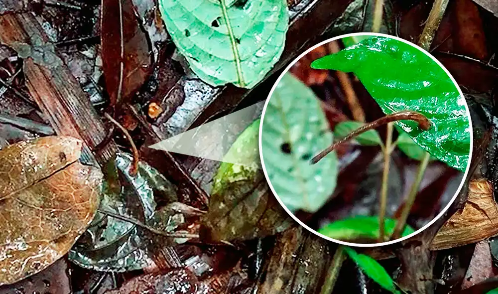 Viendo el comportamiento de una sanguijuela de Madagascar, los científicos pueden asegurar que estos parásitos saltan y no solo se adhieren a su huésped. Foto: Biotropica