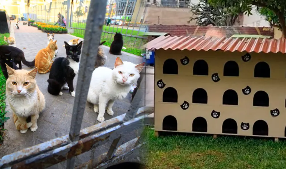 Un hotel de tres pisos se destina como nuevo hogar para que los felinos del Parque Kennedy pasen el invierno. Foto: composición LR