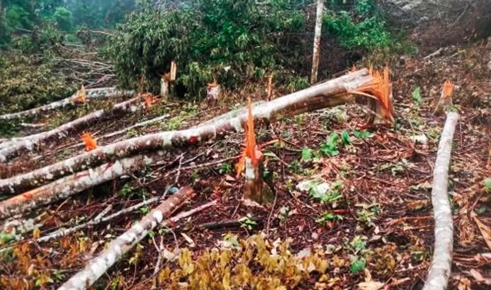 “Estas acciones constituyen un delito, ya que está prohibido la deforestación en áreas de conservación regional”, dijo el jefe de la ACR Cordillera Escalera, Queny Pinedo Pezo. Foto: Andina “Estas acciones constituyen un delito, ya que está prohibido la deforestación en áreas de conservación regional”, dijo el jefe de la ACR Cordillera Escalera, Queny Pinedo Pezo. Foto: Andina