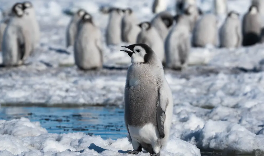 En el frío extremo, los pingüinos emperadores deben moverse para mantener su temperatura corporal. Foto: tobynz/ArgentiNat