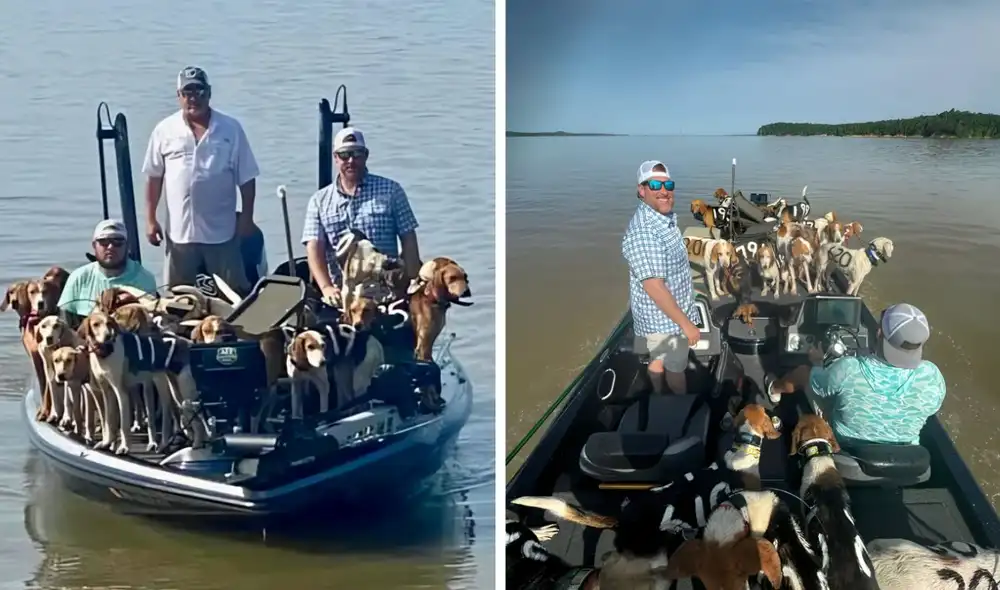 Los perros son animales inteligentes y pueden ser entrenados para realizar una amplia variedad de tareas. Foto: Nork Post.