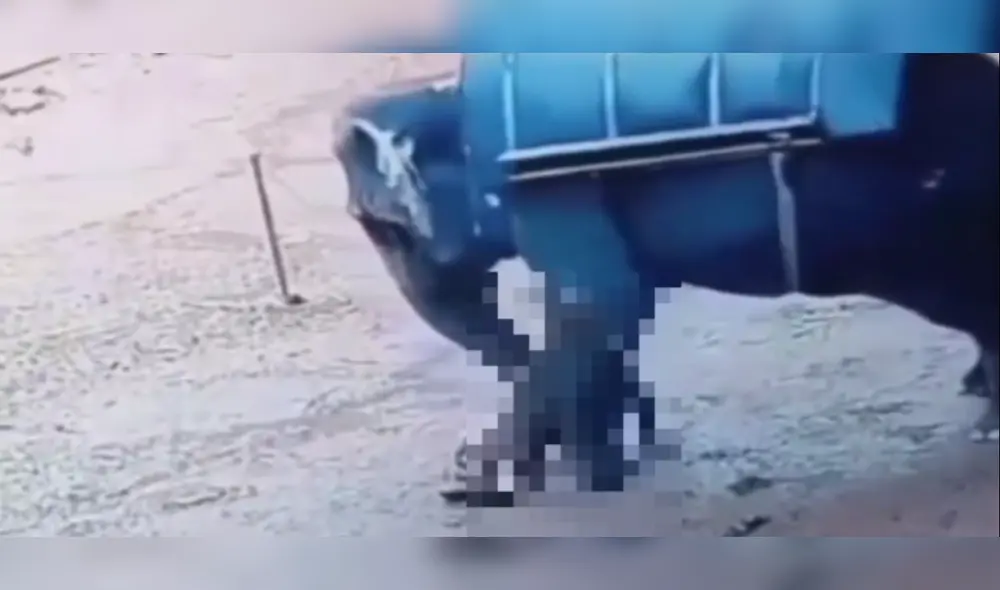 Un elefante de un zoológico agredió a su cuidador en la India. Foto: TN Un elefante de un zoológico agredió a su cuidador en la India. Foto: TN