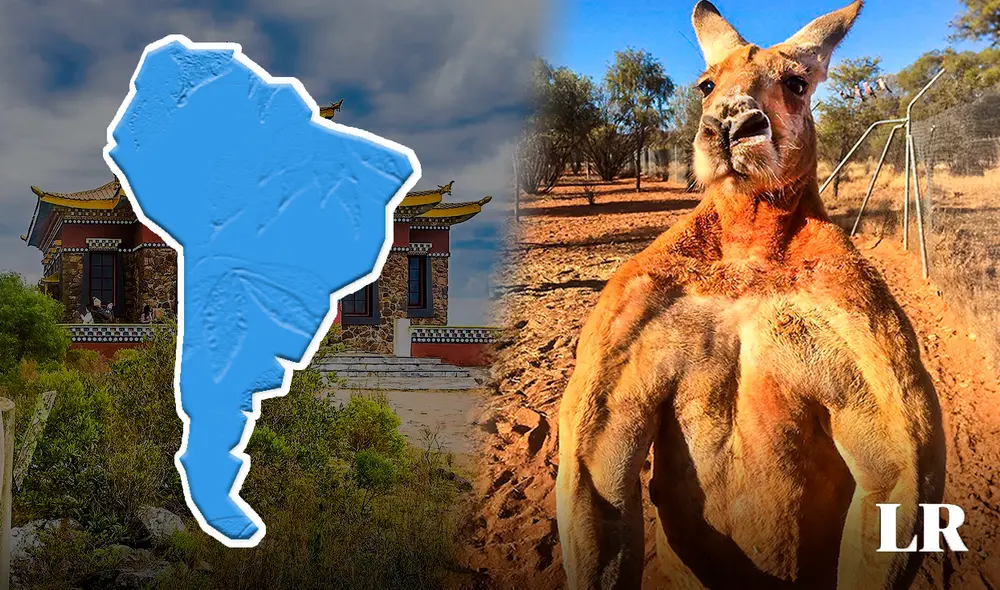 canguro | Uruguay | latinoamerica canguro | Uruguay | latinoamerica