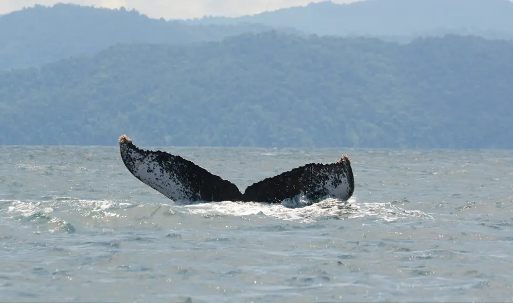 La migración de las ballenas jorobadas en el Pacífico es una de las más largas conocidas en el reino animal. Foto: Natalia Botero / Fundación Macuáticos Colombia