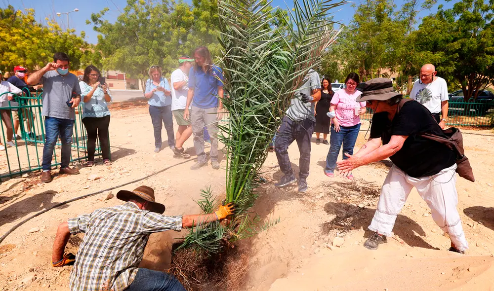 Sarah Sallon, experta en medicina natural, trasplanta una palmera cultivada con una semilla de hace 2.000 años. Foto: AFP