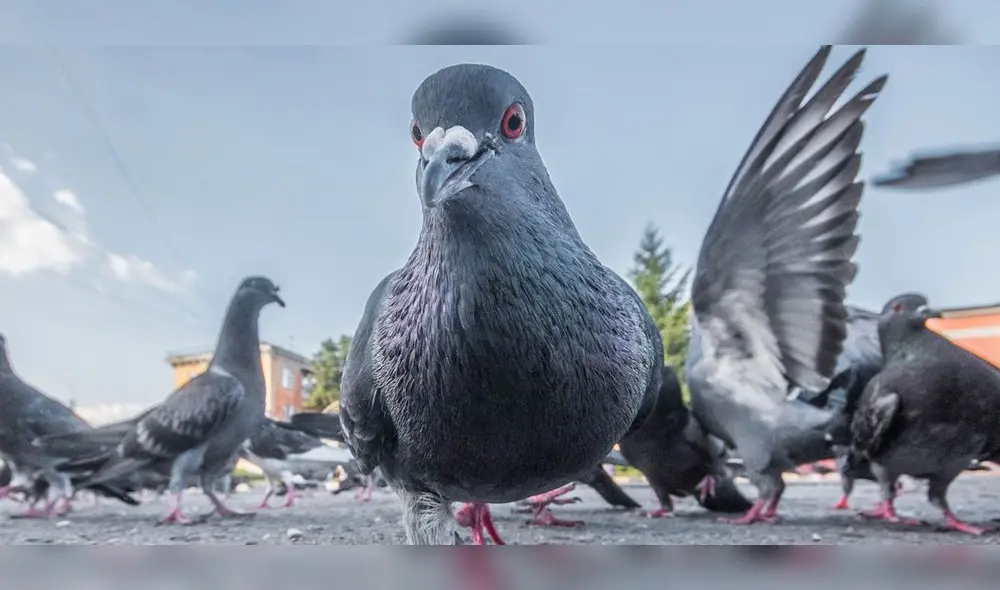 Soñar con palomas cuenta con distintas interpretaciones, de acuerdo al contexto con el que se desarrolla. Foto: Rendokil Soñar con palomas cuenta con distintas interpretaciones, de acuerdo al contexto con el que se desarrolla. Foto: Rendokil