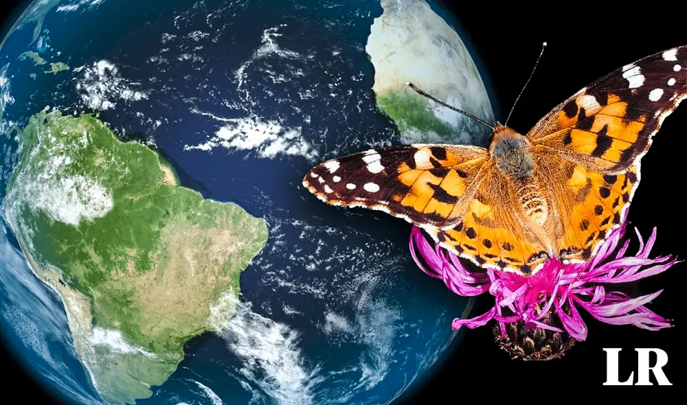 El estudio inició por haberse hallado mariposas en Guyana Francesa, en Sudamérica. Foto: composición LR/ Cesare Brizio / Aptus