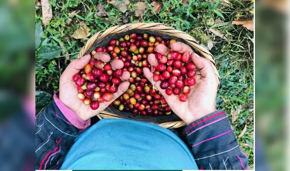 Se llevó a cabo la renovación de cafetos con más de 25 años de antigüedad. Foto: difusión