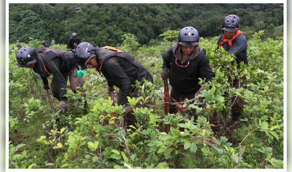 Los operativos de destrucción de los cultivos ilícitos de hoja de coca han comenzado a impactar en la producción de pasta y cocaína destinada a las mafias globales. Los operativos de destrucción de los cultivos ilícitos de hoja de coca han comenzado a impactar en la producción de pasta y cocaína destinada a las mafias globales.