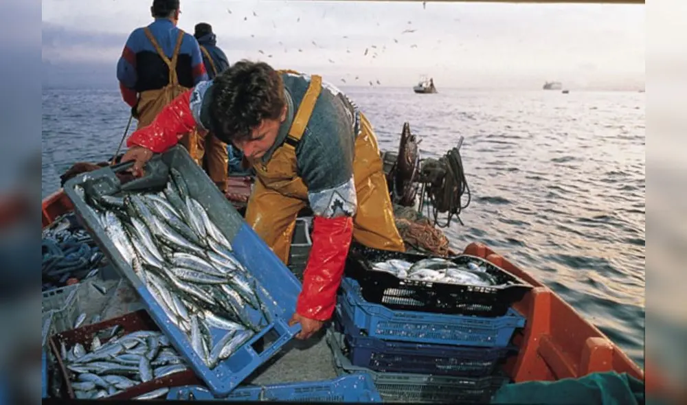 Las primeras 5 millas tienen un rol fundamental para el ciclo de vida de las especies marinas, la sostenibilidad de nuestros recursos pesqueros, la pesca artesanal y la seguridad alimentaria de los peruanos. Foto: difusión