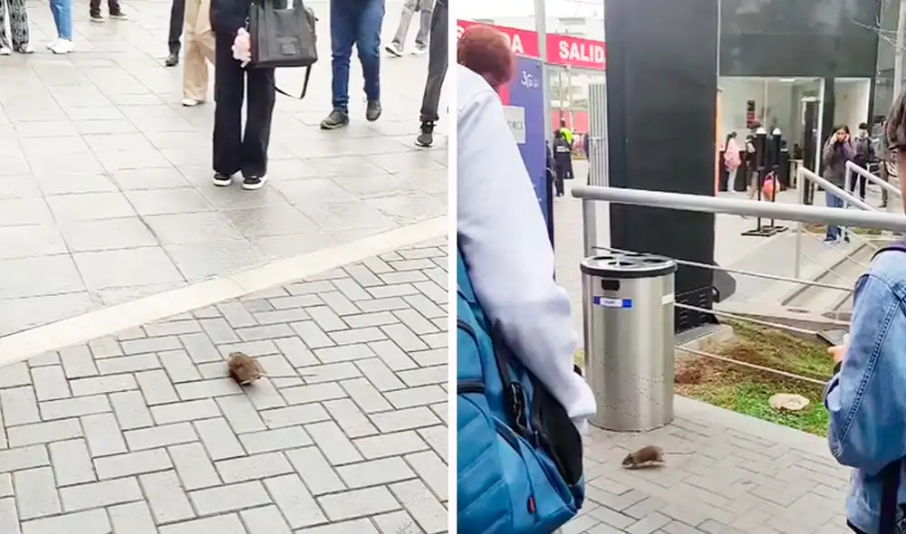 El roedor subía y bajaba las escaleras sin ningún problema. Foto: composición LR/TikTok El roedor subía y bajaba las escaleras sin ningún problema. Foto: composición LR/TikTok