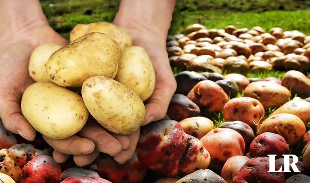 El país ha ampliado sus áreas cultivables y ha adoptado estrategias multifacéticas para mejorar la eficiencia y rendimiento de sus cultivos. Foto: composición de Fabrizio Oviedo/LR/Freepik. El país ha ampliado sus áreas cultivables y ha adoptado estrategias multifacéticas para mejorar la eficiencia y rendimiento de sus cultivos. Foto: composición de Fabrizio Oviedo/LR/Freepik.