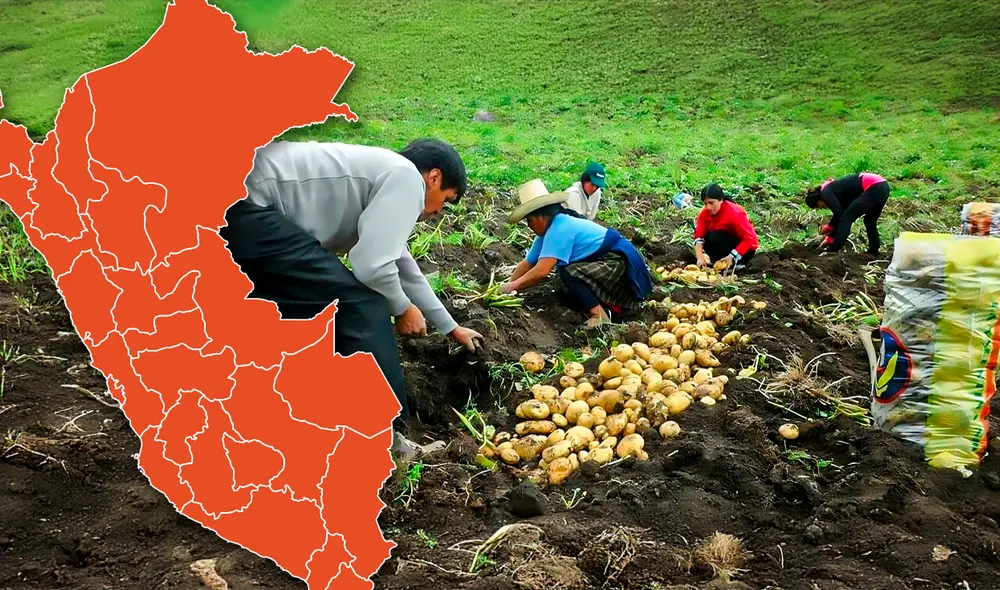 El sector agrícola es uno de los más importantes para la economía peruana. Foto: composición LR - Jazmín Ceras/Radio Cativalú El sector agrícola es uno de los más importantes para la economía peruana. Foto: composición LR - Jazmín Ceras/Radio Cativalú