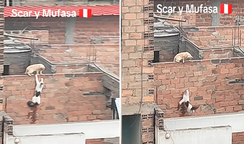 Las imágenes generaron una ola de comentarios y lo relacionaron con la escena de Scar y Mufasa. Foto: composición LR/TikTok Las imágenes generaron una ola de comentarios y lo relacionaron con la escena de Scar y Mufasa. Foto: composición LR/TikTok