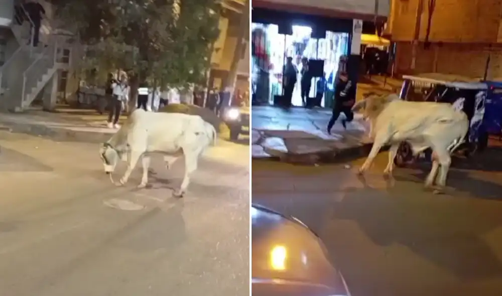 Toro se escapa de su dueña en plena vía pública. Foto: difusión Toro se escapa de su dueña en plena vía pública. Foto: difusión