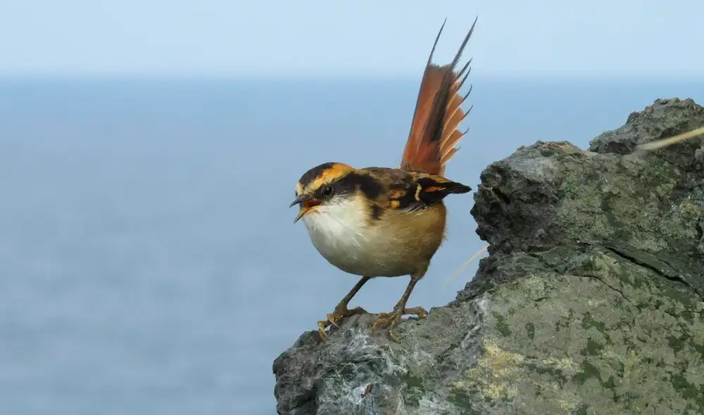 Los rayaditos subantárticos son endémicos de las Islas Diego Ramirez. Foto: Carlos Garces Latelier
