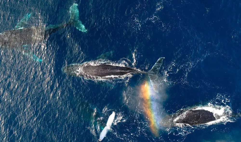 Los científicos descubrieron que también cambiaron las condiciones ambientales en las que vivían las ballenas. Foto: Jake Linsky / Universidad de Queensland