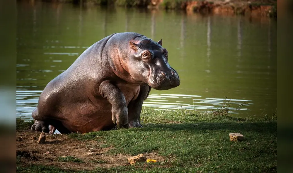 Estudio animal deja sorprendido a los investigadores. Foto: difusión