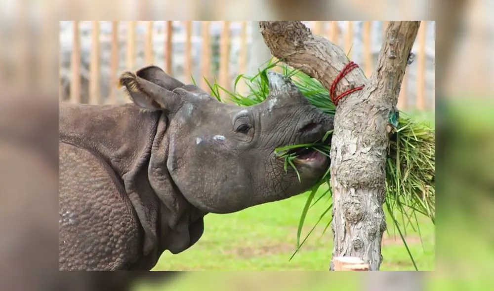Cuando apenas tenía tres años, la inocente Valentina se convirtió en una atracción especial del Parque de las Leyendas. Foto: El Peruano