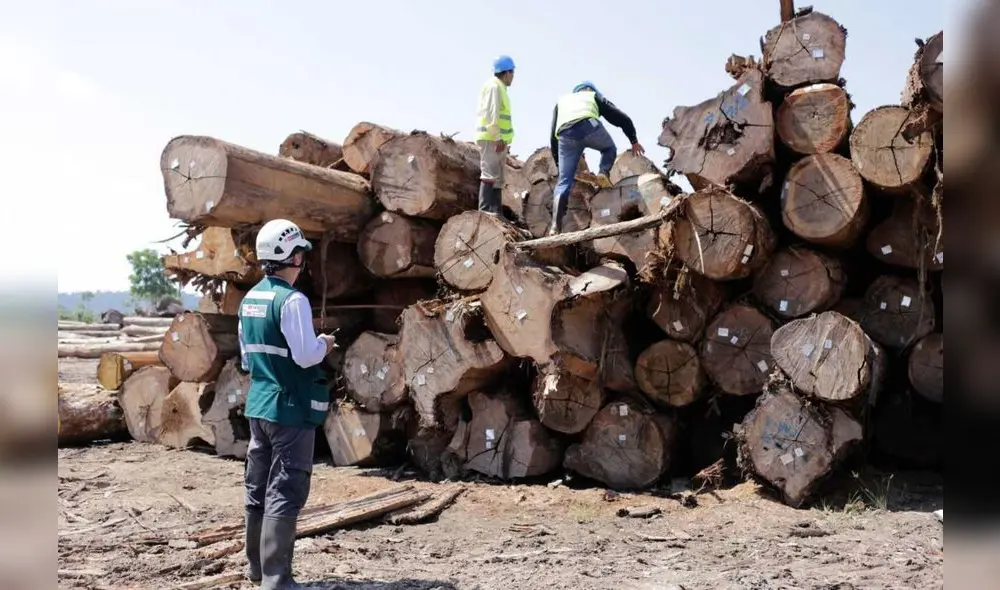 Desde 2014, Global Witness ha documentado al menos 296 defensores asesinados en la Amazonía; y según el informe presentado el año pasado por dicha institución, un defensor ambiental fue asesinado en promedio cada dos días durante el 2022. Foto: difusión Desde 2014, Global Witness ha documentado al menos 296 defensores asesinados en la Amazonía; y según el informe presentado el año pasado por dicha institución, un defensor ambiental fue asesinado en promedio cada dos días durante el 2022. Foto: difusión