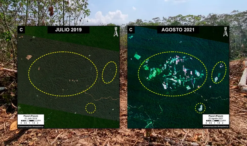 Imagen satelital de la deforestación en solo dos años en las comunidades nativas Nueva Esperanza de Cumaría y Mapalja, y las concesiones forestales vigentes. Foto: composición LR/MAAP/Upper Amazon Conservancy