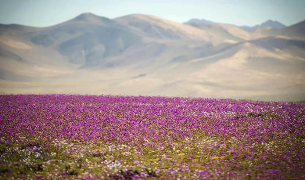 Este fenómeno conocido como 'Desierto Florido' se ha adelantado este año debido a inusuales lluvias provocadas por el Fenómeno El Niño, permitiendo la floración de más de 200 especies, en su mayoría endémicas. Foto: composición LR/Gerhard Hüdepohl
