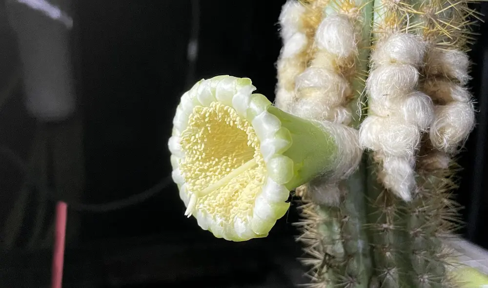 Las flores del cactus suelen ser de color crema o tonalidades rosadas. Foto: Susan Kolterman