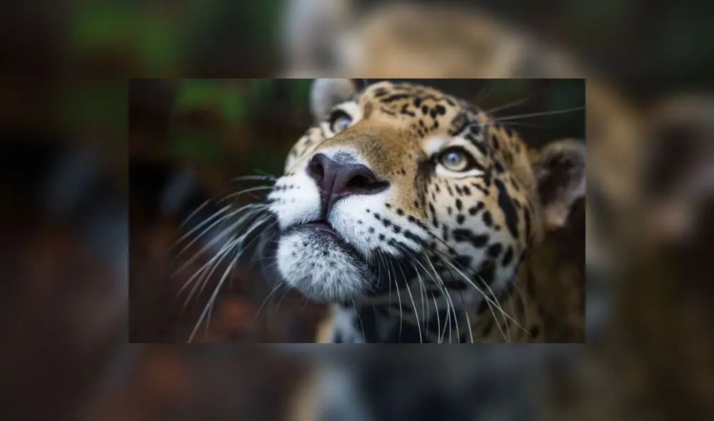 En el 2023, Serfor registró 1.000 mamíferos en las intervenciones relacionadas a los abandonos/hallazgos de fauna silvestre vinculados al comercio y tenencia ilegal.