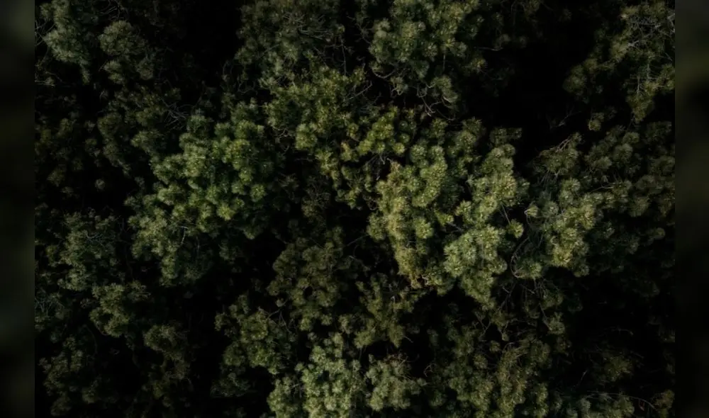 Tambopata. Se estima que los recursos provenientes del gas natural que existen en Madre de Dios son incluso superiores a los de Camisea. Foto: difusión Tambopata. Se estima que los recursos provenientes del gas natural que existen en Madre de Dios son incluso superiores a los de Camisea. Foto: difusión