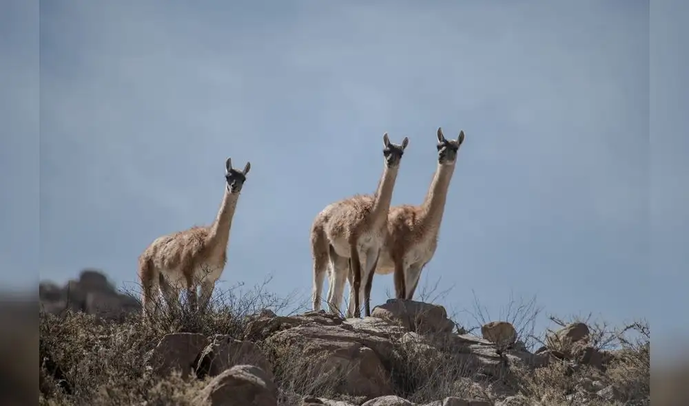 Foto: Cerro Verde recibe dos premios.