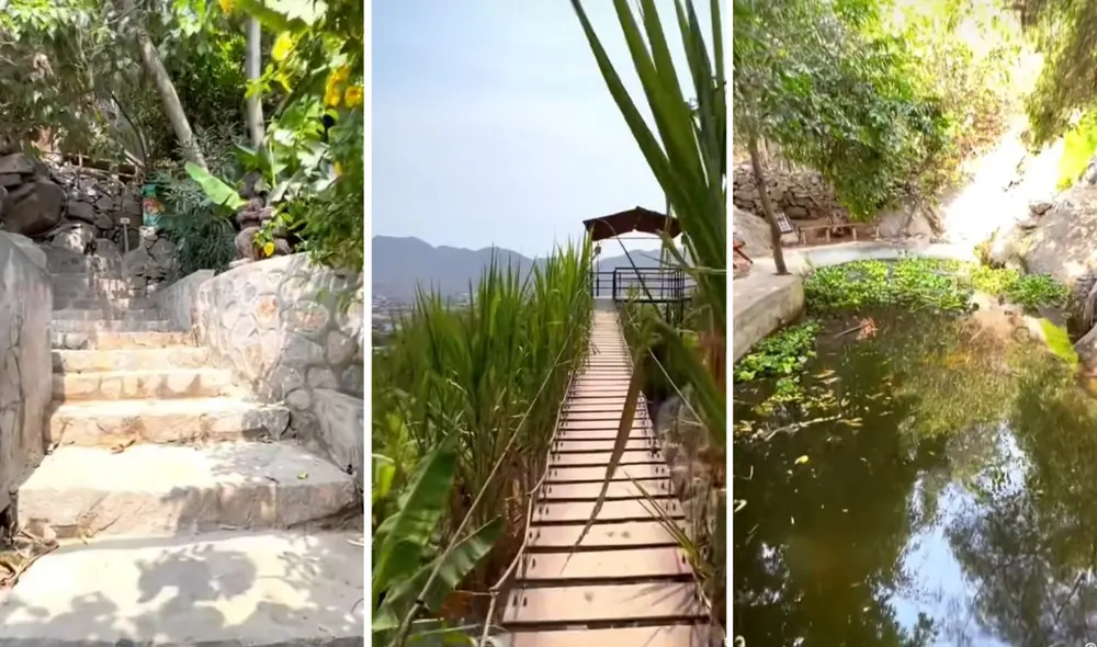 Hace más de 40 años, Ester Rodríguez Huamán transformó un espacio urbano en un vibrante refugio natural. Foto: composición LR/ captura Tik Tok/laselvaescondida sjl Hace más de 40 años, Ester Rodríguez Huamán transformó un espacio urbano en un vibrante refugio natural. Foto: composición LR/ captura Tik Tok/laselvaescondida sjl