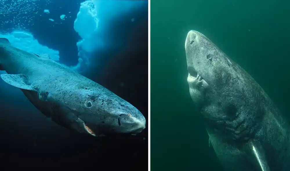 Estos animales son de color gris oscuro, marrón o negro y tienen un cuerpo en forma de cilindro. Foto: composición LR/ Hipertextual/ Univision Estos animales son de color gris oscuro, marrón o negro y tienen un cuerpo en forma de cilindro. Foto: composición LR/ Hipertextual/ Univision