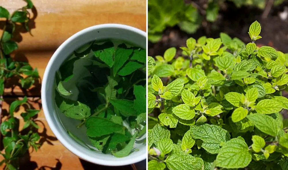 Esta planta medicinal también es ideal para aliviar el mal de altura o soroche. Foto: composición LR/Andina/ Revista Industria Alimentaria Esta planta medicinal también es ideal para aliviar el mal de altura o soroche. Foto: composición LR/Andina/ Revista Industria Alimentaria