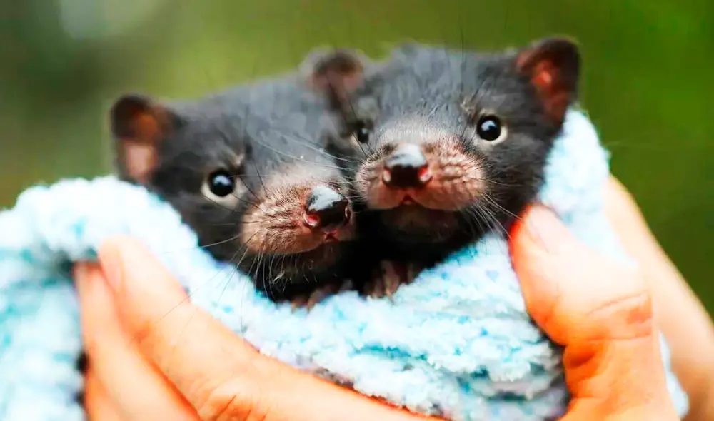 Dos de los siete cachorros de demonio de Tasmania nacidos en Australia. Foto: Aussie Ark